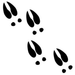 Buck Deer Vinyl Decal Sticker V42 - DecalsHouse