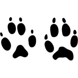 Fox Prints Vinyl Decal Sticker - DecalsHouse