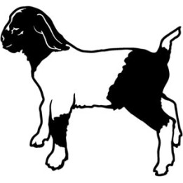 Boer Goat Stickers – Farm Animal Goat Decals (2-Pack)