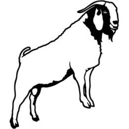 Goat Stickers – Farm Animal Vinyl Decals (2-Pack)