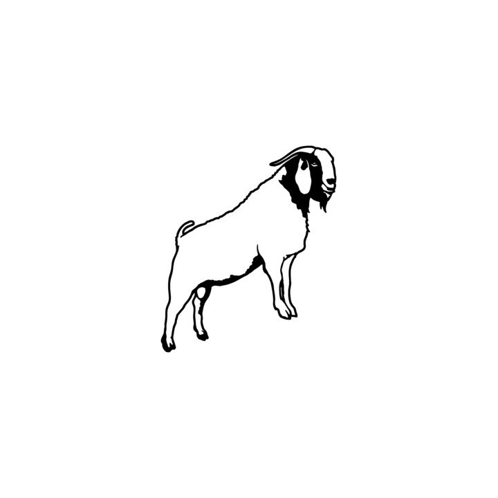 Goat Stickers – Farm Animal Vinyl Decals (2-Pack)