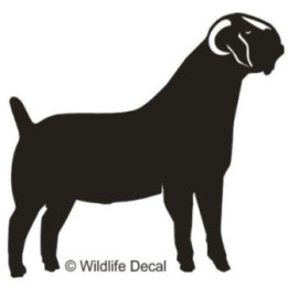 Boer Goat Stickers – Farm Goat Silhouette Decals (2-Pack)