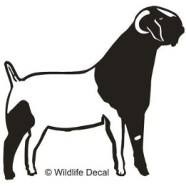 Boer Goat Stickers – Show Goat Farm Decals (2-Pack)