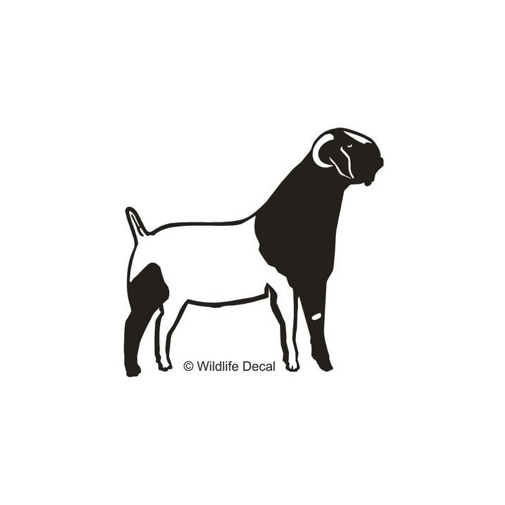 Boer Goat Stickers – Show Goat Farm Decals (2-Pack)