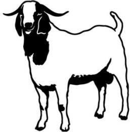 Goat Stickers – Boer Goat Farm Animal Decals (2-Pack)