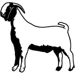 Goat Stickers – Farm Animal Goat Decals (2-Pack)