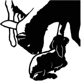 Goat Stickers – Newborn Kid Silhouette Decals (2-Pack)
