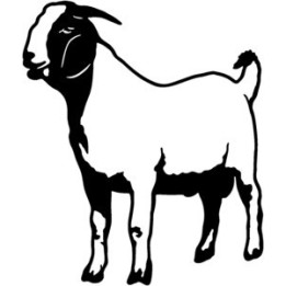 Goat Stickers – Boer Goat Farm Animal Decals (2-Pack)