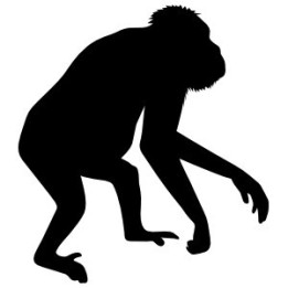 Gorilla Vinyl Decal Sticker V69 - DecalsHouse