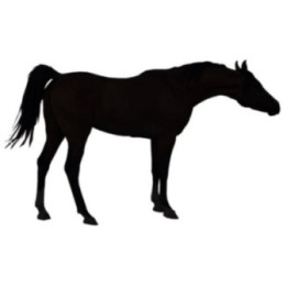Horse Silhouette Stickers – Standing Horse Decals (2-Pack)