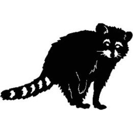Raccoon Coon Vinyl Decal Sticker V18 - DecalsHouse