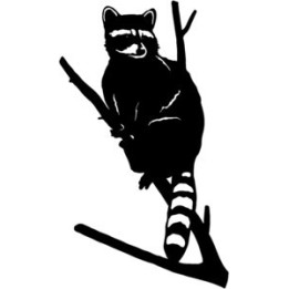 Raccoon Coon Vinyl Decal Sticker V30 - DecalsHouse