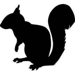 Squirrel Vinyl Decal Sticker V17 - DecalsHouse