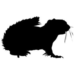 Squirrel Vinyl Decal Sticker V36 - DecalsHouse