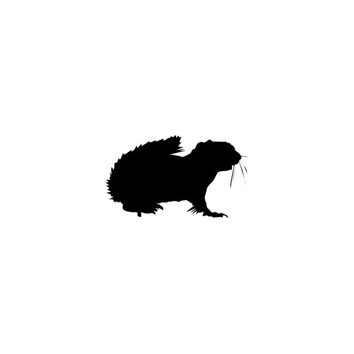 Squirrel Vinyl Decal Sticker V36 - DecalsHouse