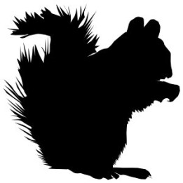 Squirrel Vinyl Decal Sticker V51 - DecalsHouse