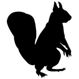 Squirrel Vinyl Decal Sticker V52 - DecalsHouse