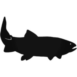 Rainbow Trout Vinyl Decal Sticker V11 - DecalsHouse
