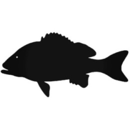 Red Snapper Vinyl Decal Sticker V3 - DecalsHouse