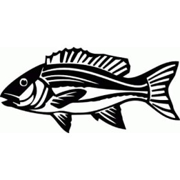 Red Snapper Vinyl Decal Sticker - DecalsHouse