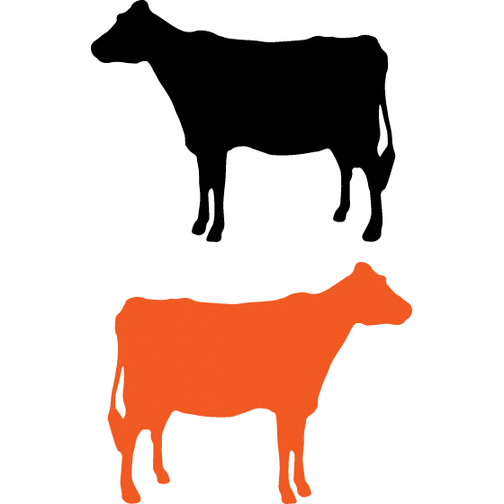 2x Young Cow Decals Stickers