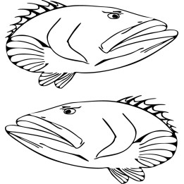 Grouper Vinyl Decal Sticker V2 - DecalsHouse