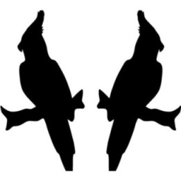 Buy Cockatiel Wildlfie Decal Sticker Vinyl Decal Sticker Online