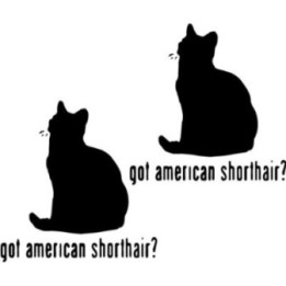 Buy Got American Shorthair Cat Decal Sticker Vinyl Decal Sticker Online