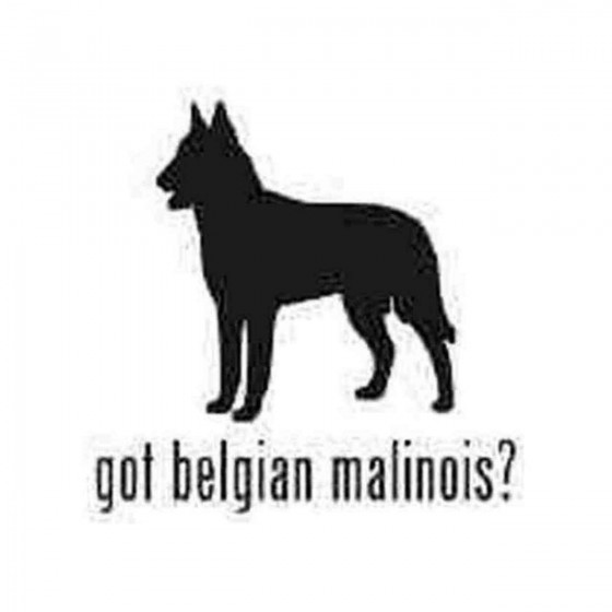 Got Belgian Malinois Dog...