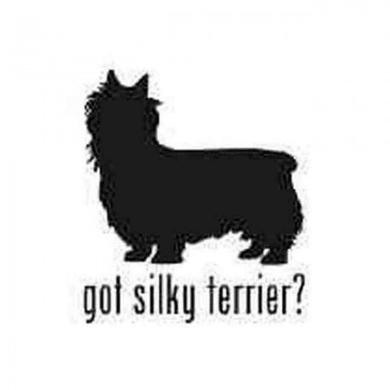 Got Silky Terrier Toy Dog...
